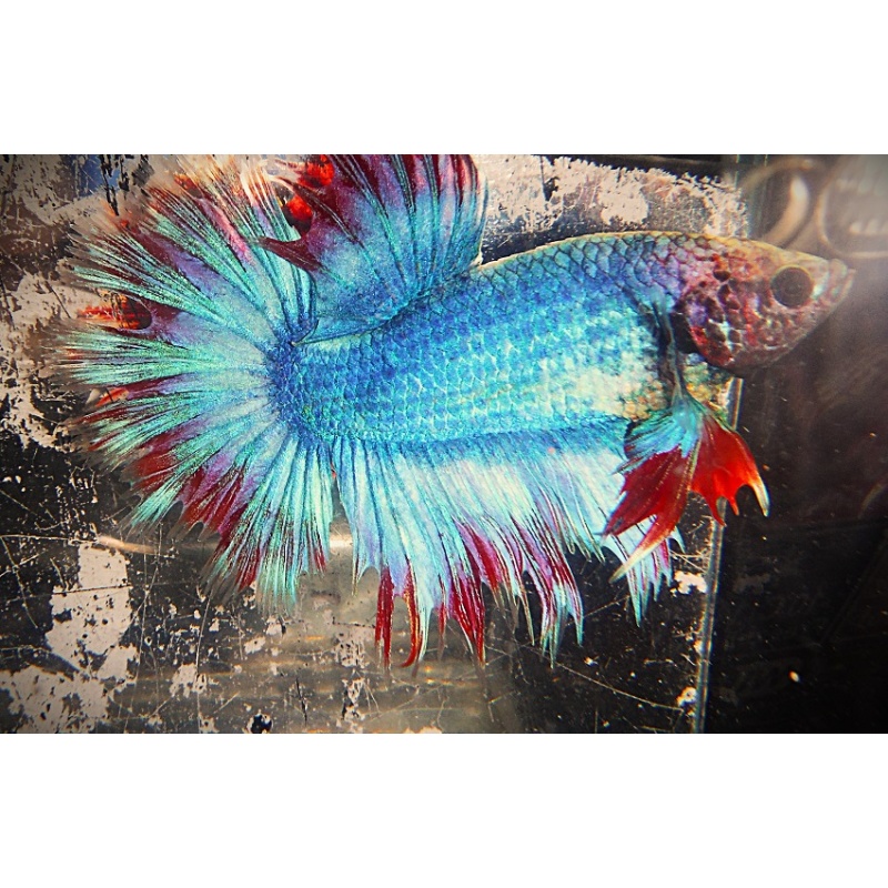 Turquoise Blue & Red Halfsun Male