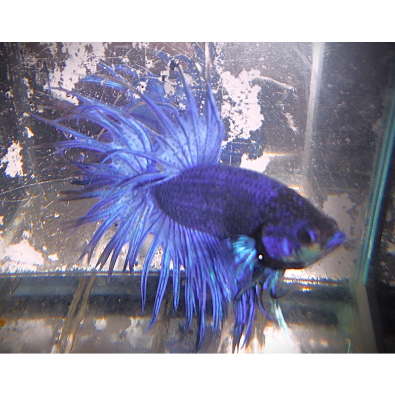 Purple Crowntail Male