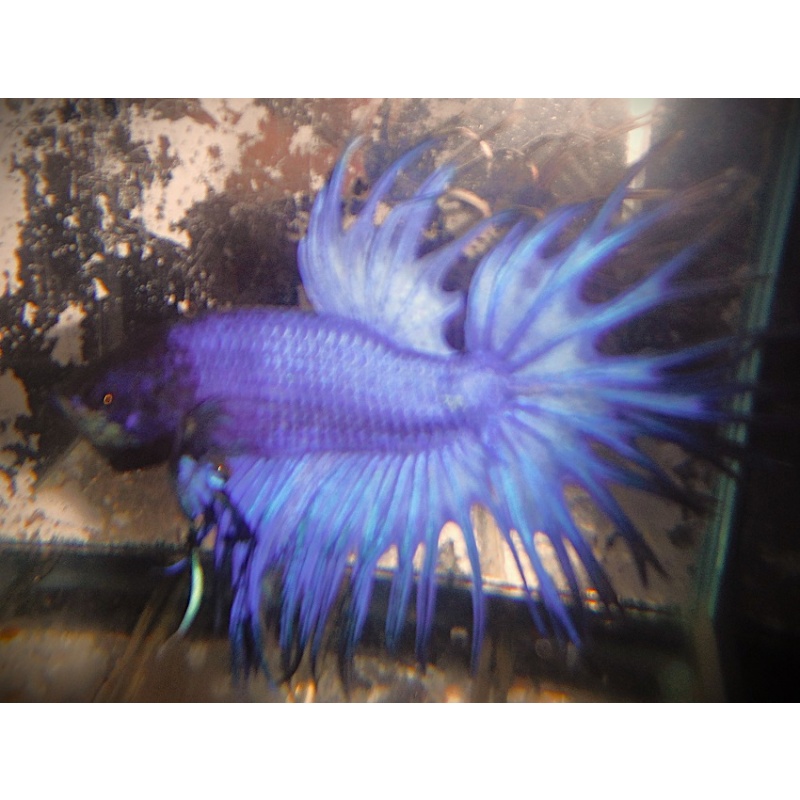 Purple Crowntail Male