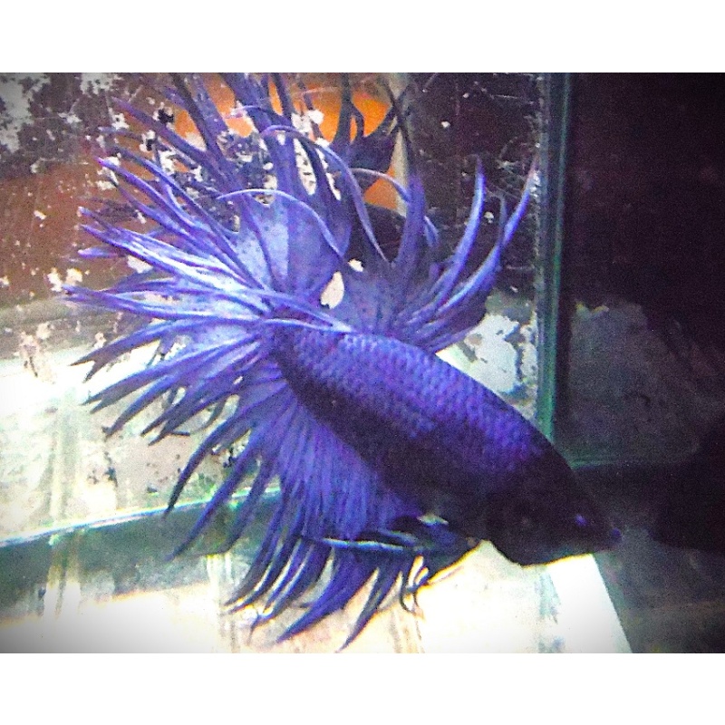 Purple Crowntail Male