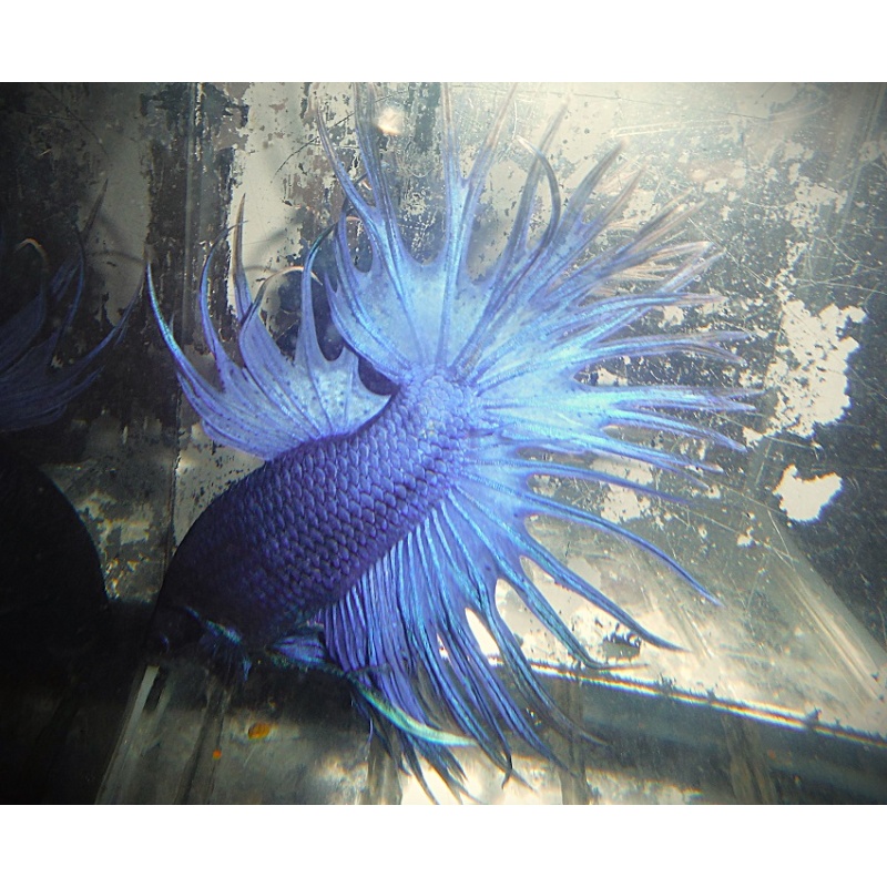Purple Crowntail Male