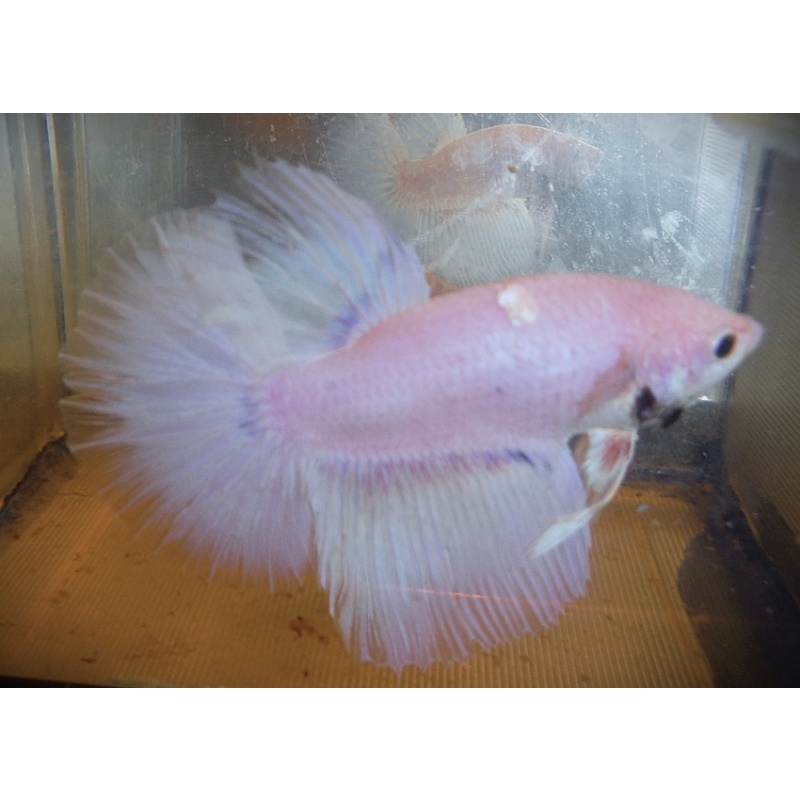 Pastel White Male