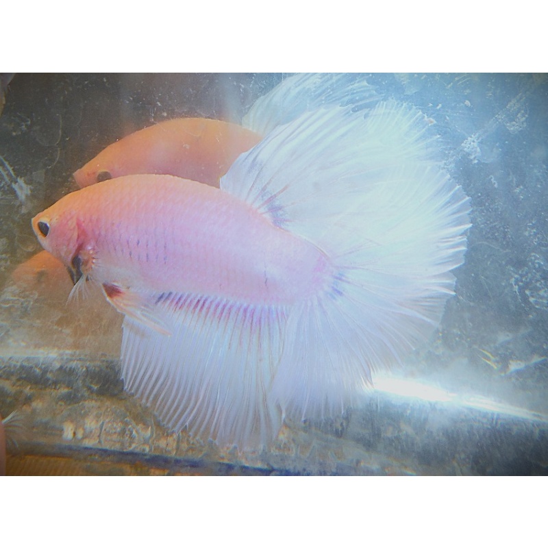 Pastel White Male
