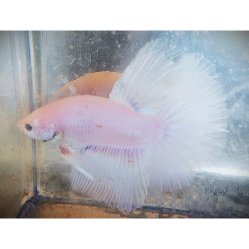 Pastel White Male