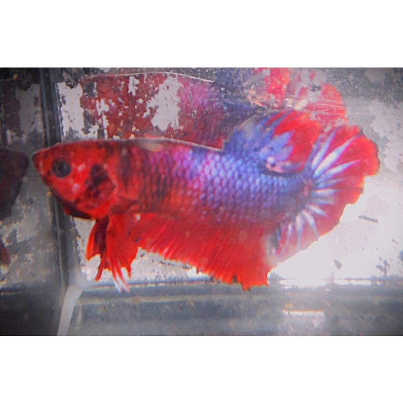 Red & Purple Startail Male