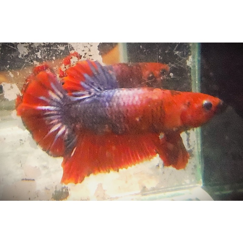Red & Purple Startail Male