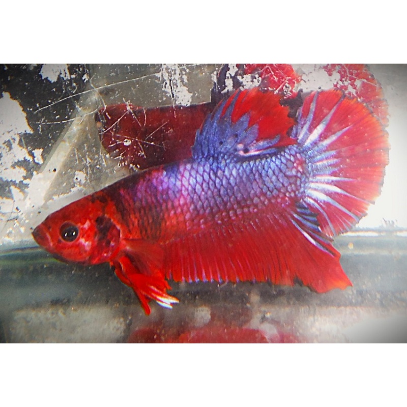 Red & Purple Startail Male