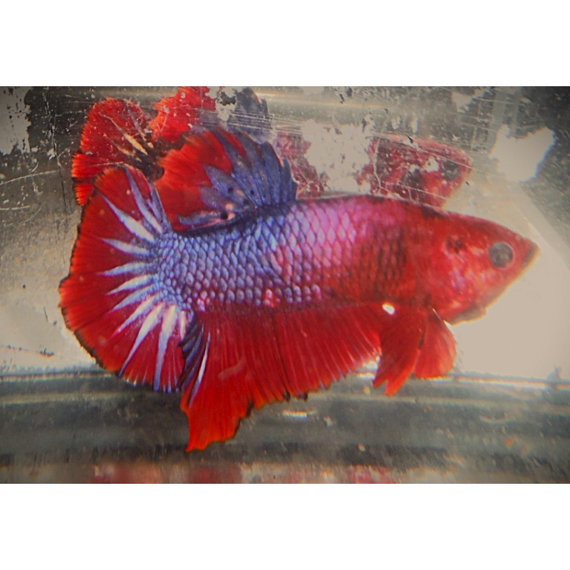 Red & Purple Startail Male