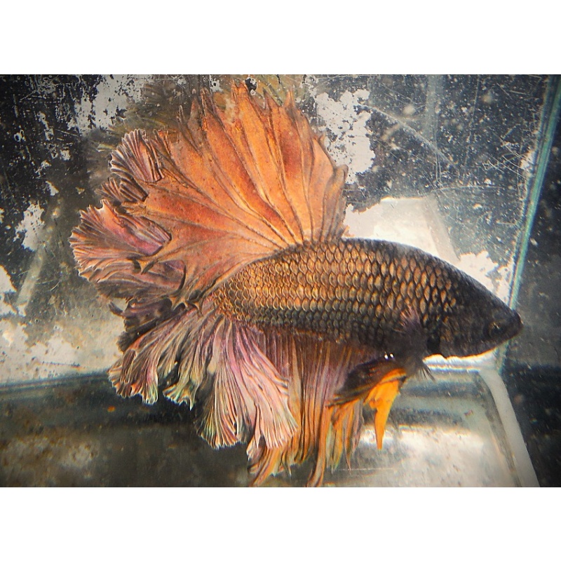 Big Copper Rosetail Male