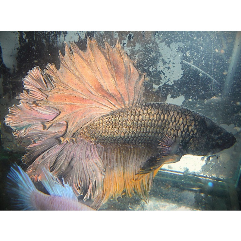 Big Copper Rosetail Male