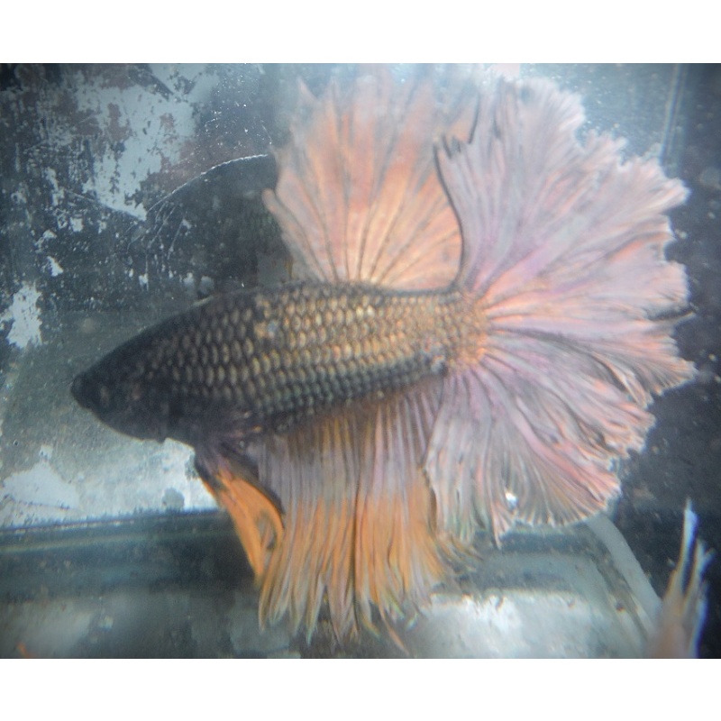 Big Copper Rosetail Male