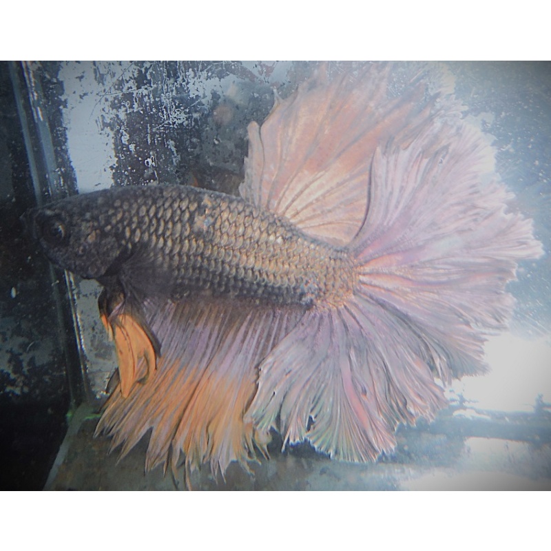Big Copper Rosetail Male