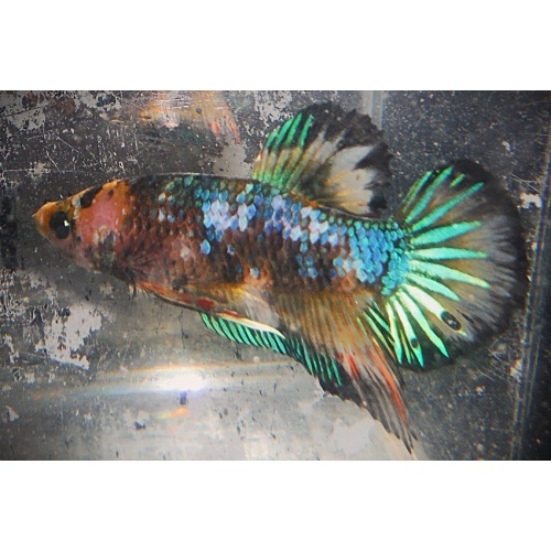 Green Marble MG Male