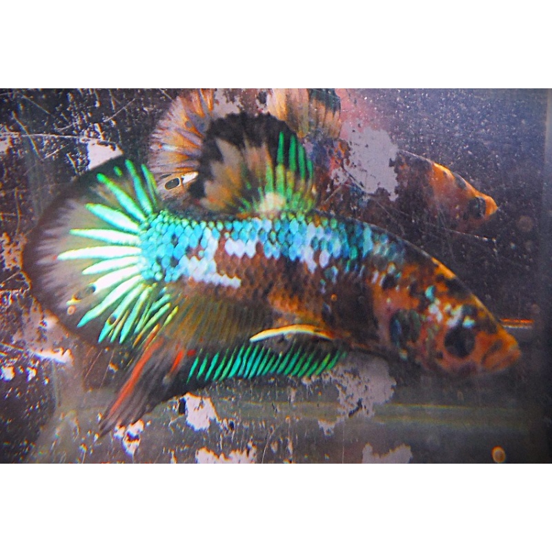 Green Marble MG Male