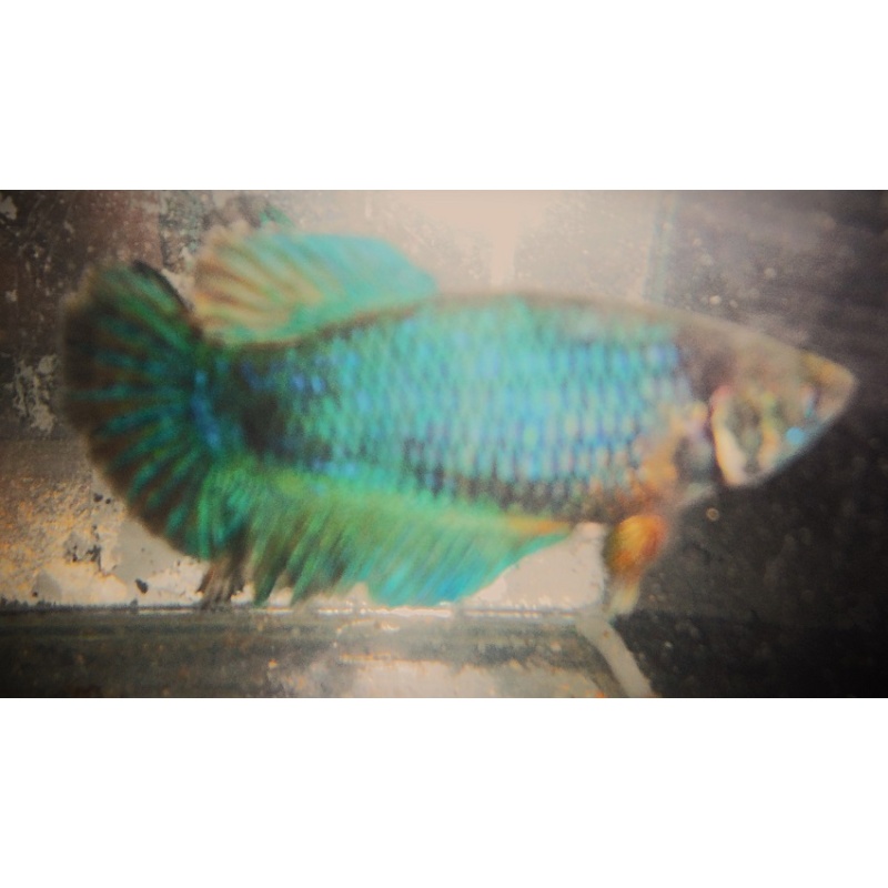 True Green Female