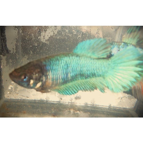 True Green Female