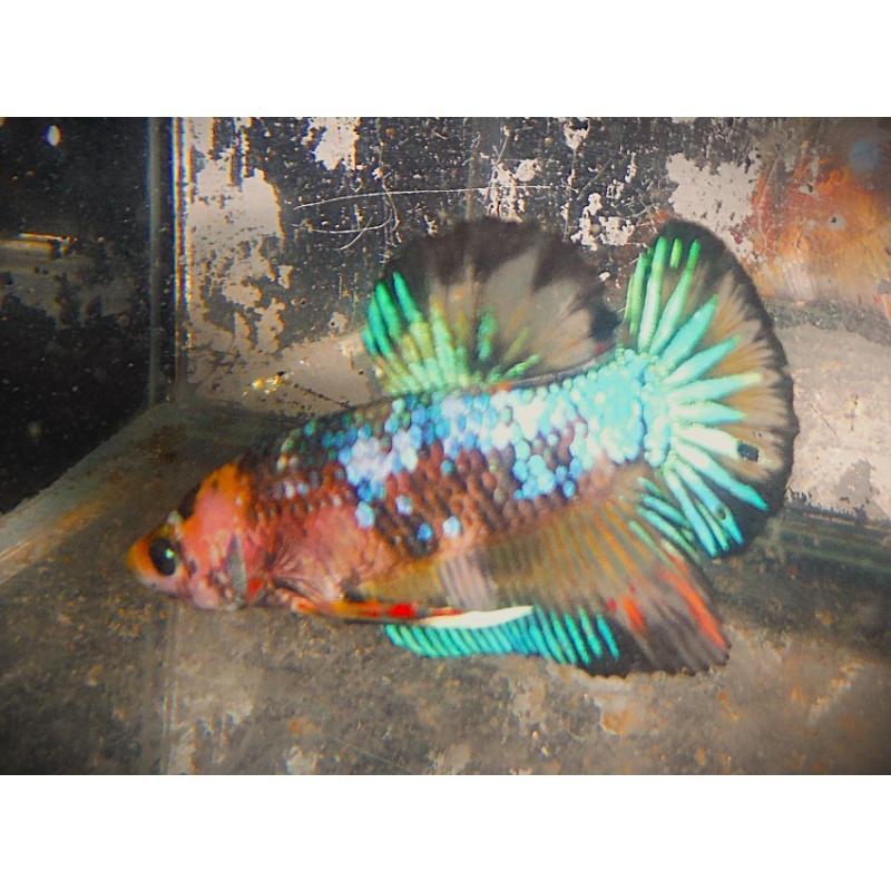 Green Marble MG Male