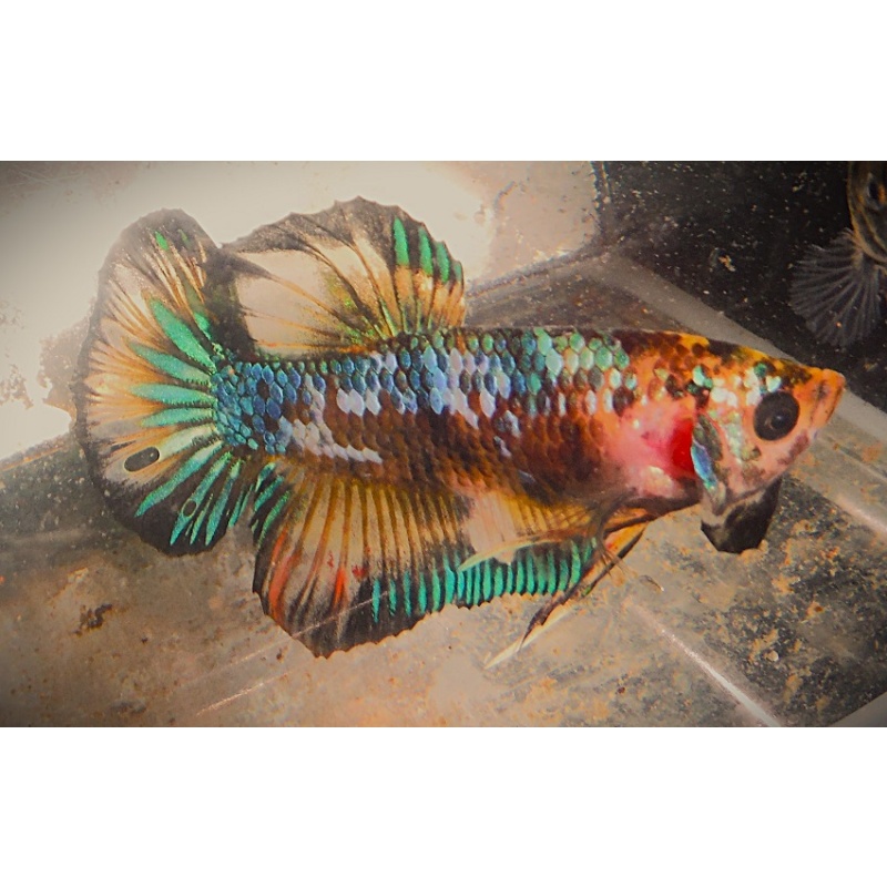 Green Marble MG Male