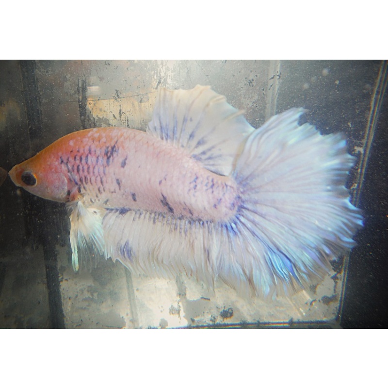 White Male with Blue Dots
