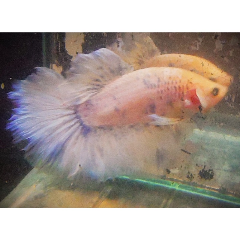 White Male with Blue Dots
