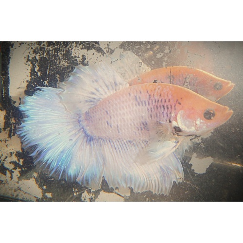 White Male with Blue Dots
