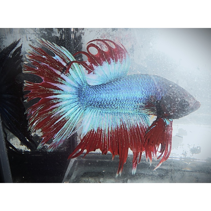 Turquoise Blue & Red Halfsun Male