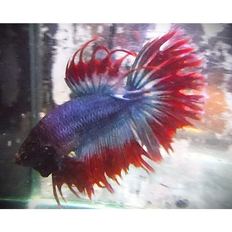 Turquoise Blue & Red Halfsun Male