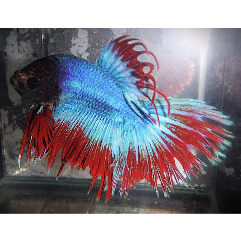Turquoise Blue & Red Halfsun Male