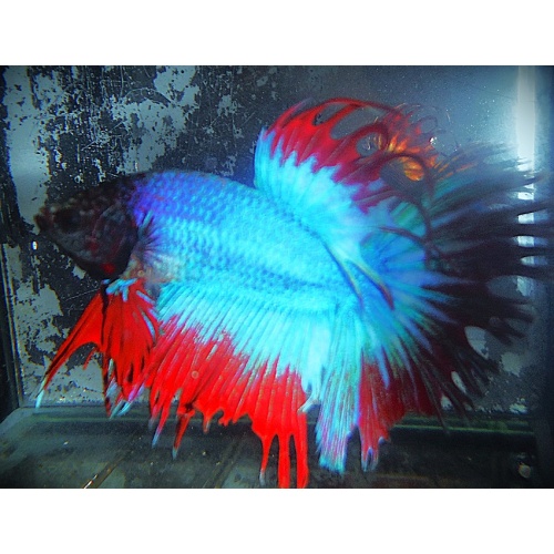 Turquoise Blue & Red Halfsun Male