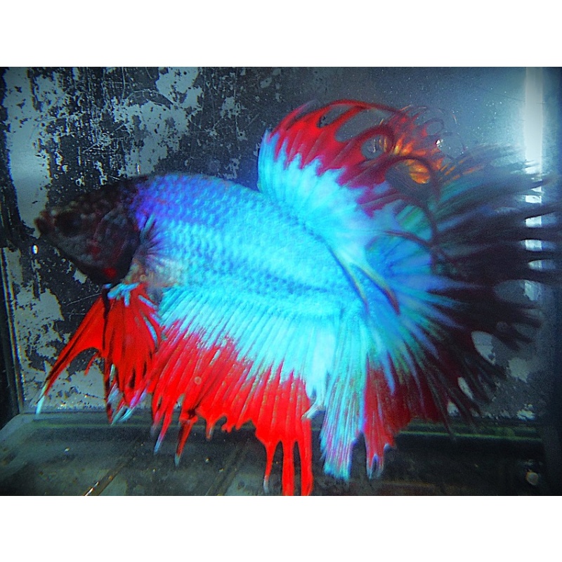 Turquoise Blue & Red Halfsun Male