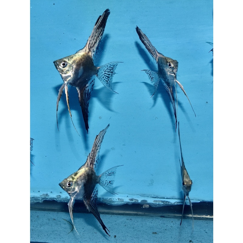 6 Smokey veil dime size Angelfish .