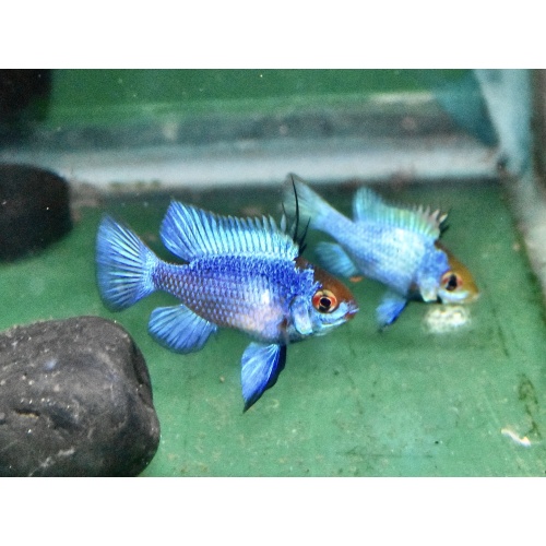 One Pair of Electric Blue Rams .