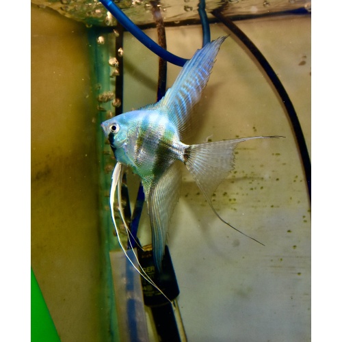 4 Breeder size electric blue Angelfish .