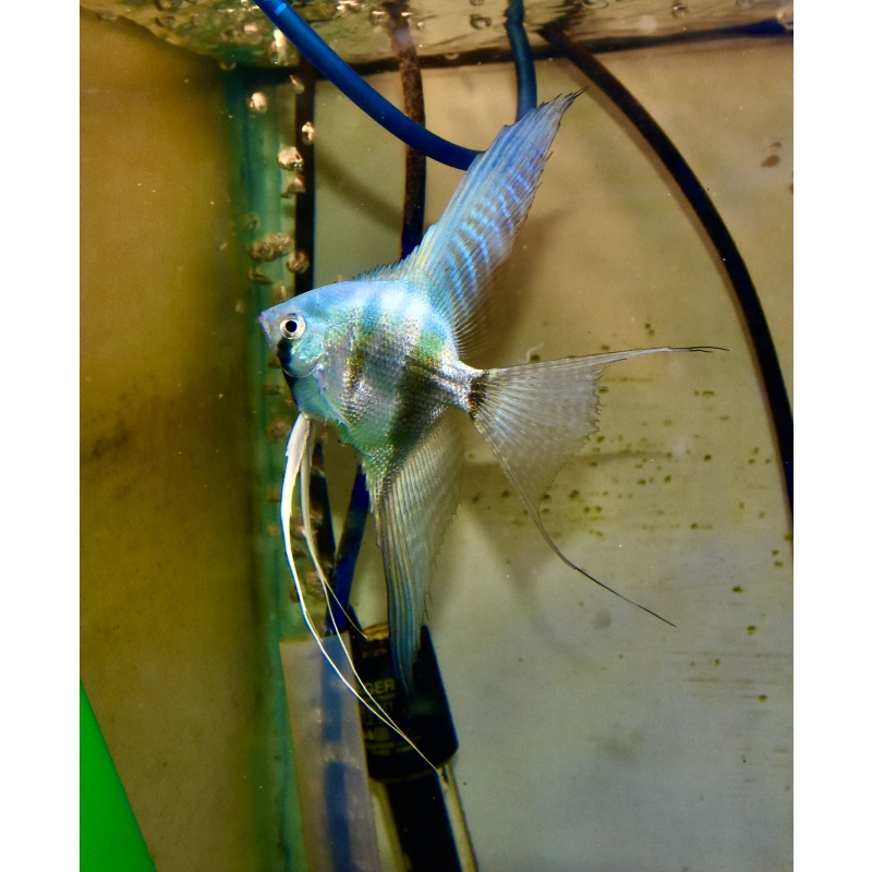 4 Breeder size electric blue Angelfish .
