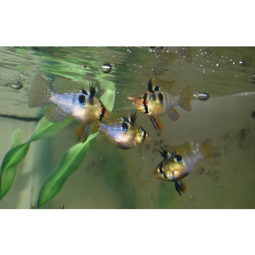 6 German blue Rams .Beautiful.