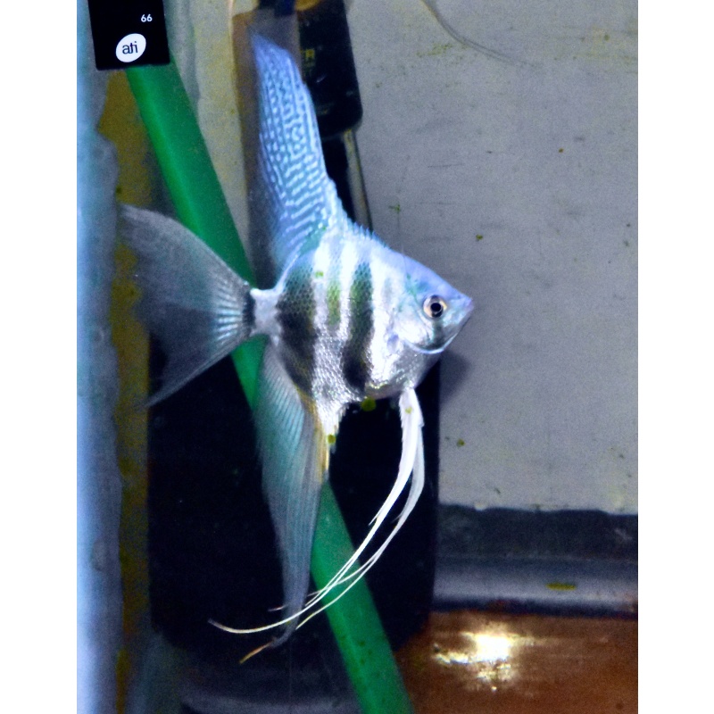 4 Breeder size  blue super veil Angelfish .