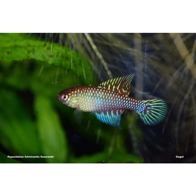 Hypsolebias fulminantis Guanambi