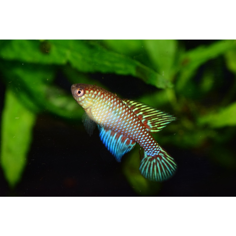Hypsolebias fulminantis Guanambi +50 eggs