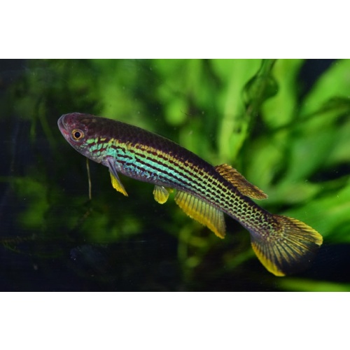 Fundulopanchax sp.Mundemba GS 02 (+30 eggs)