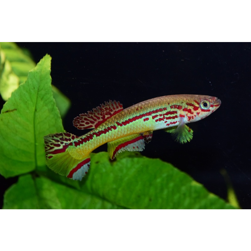Fundulopanchax amieti Somakak +30 eggs