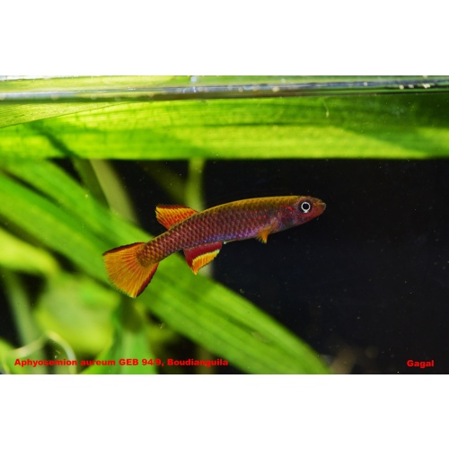 Aphyosemion aureum GEB 94/9, Boudianguila 20 eggs