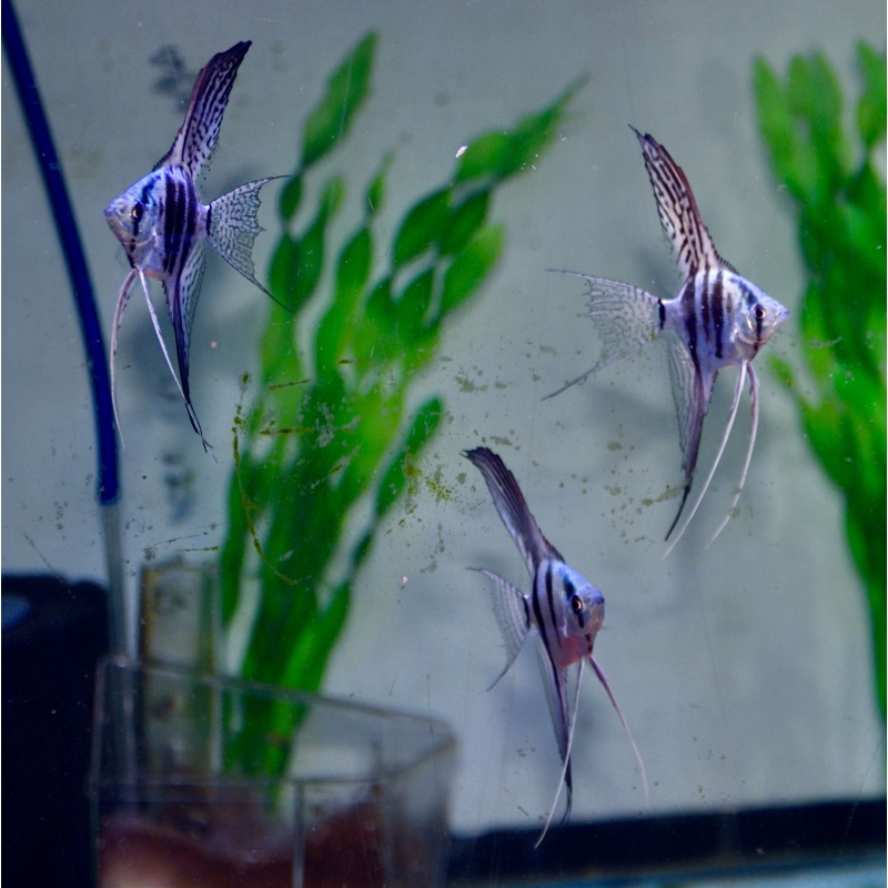 6 Super Veil blue Nickel size zebra Angelfish