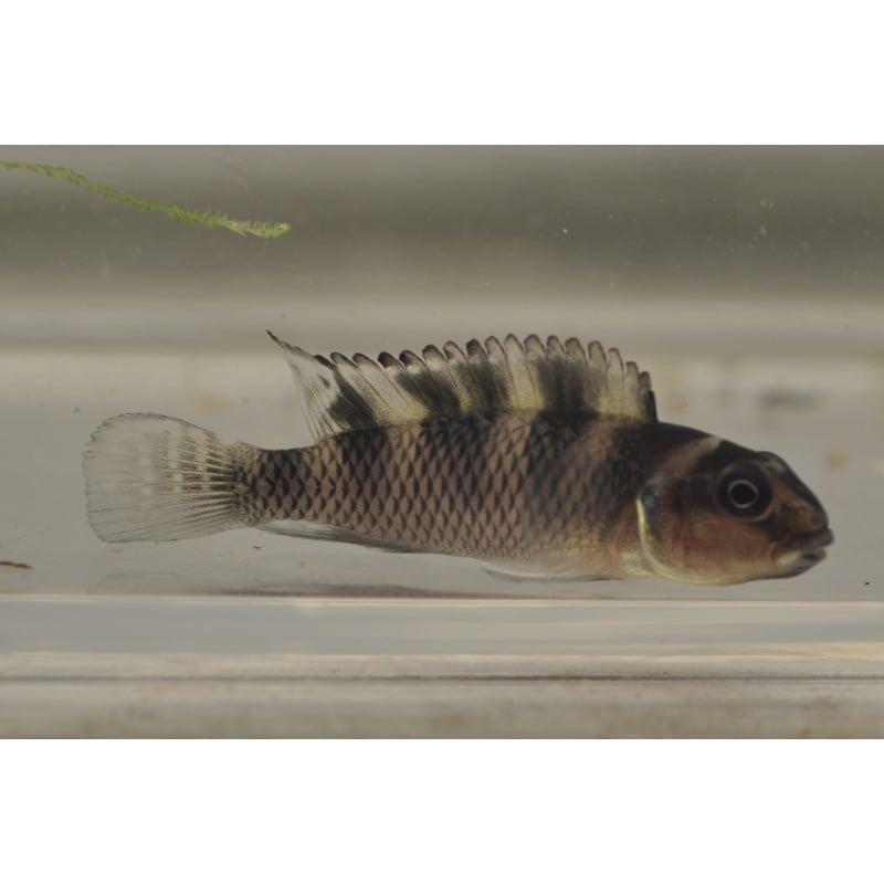 Nanochromis transvestitus