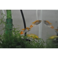 Apistogramma Agassizii “Fire Red” SEXED PAIR!