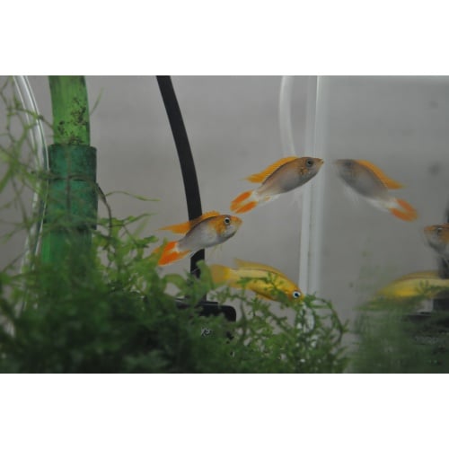 Apistogramma Agassizii “Fire Red” SEXED PAIR!