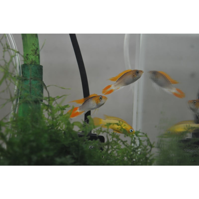 Apistogramma Agassizii “Fire Red” SEXED PAIR!