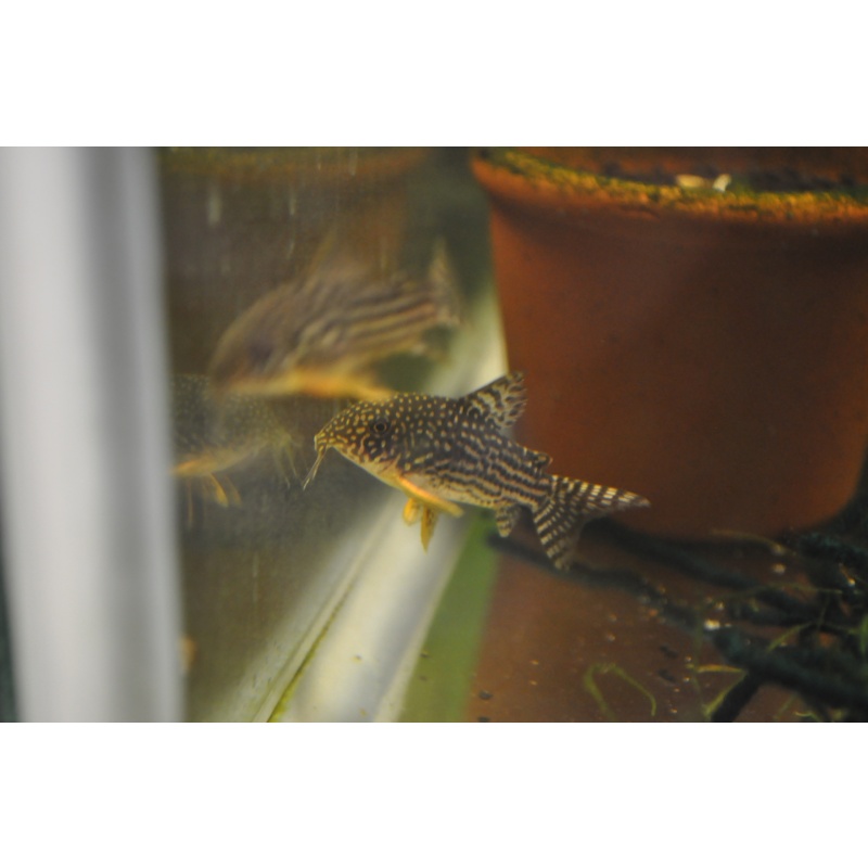 Sterbai Corydoras (5 pack)