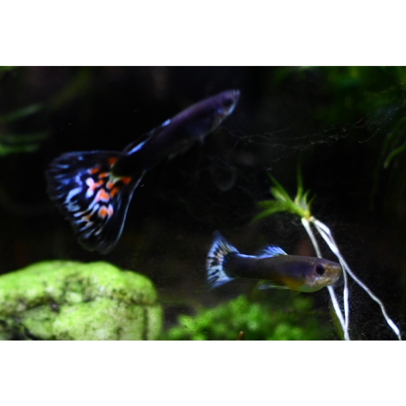 Firework selected breeding trio