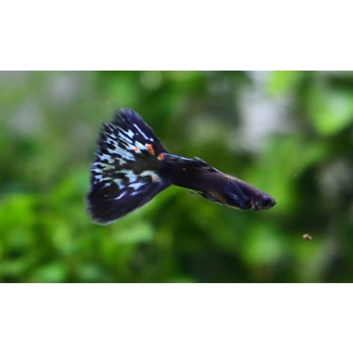 Firework selected breeding trio