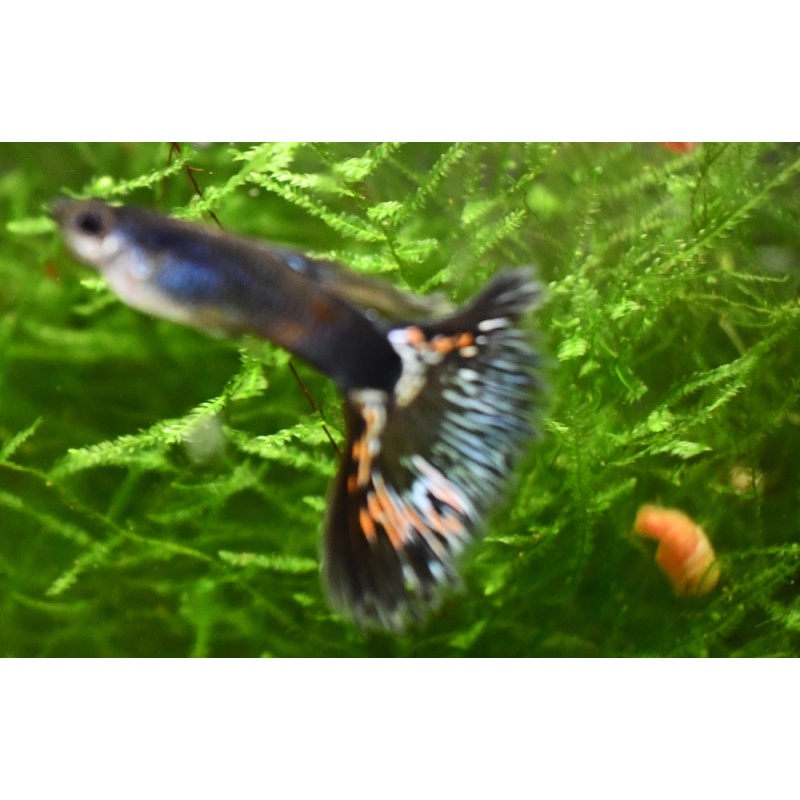 Firework selected breeding trio